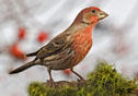 Carpodacus purpureus